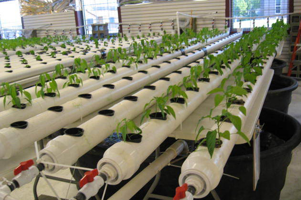  aquaponics system can vary as much as any system found in either